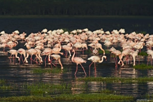 Lesser Flamingos Lake Nakuru Rift Valley Kenya