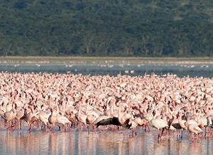 Lesser Flamingos Lake Nakuru Rift Valley Kenya