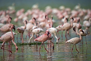 Lesser Flamingos Lake Nakuru Rift Valley Kenya