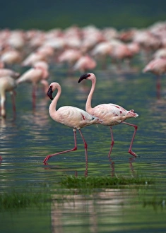 Lesser Flamingos Lake Nakuru Rift Valley Kenya