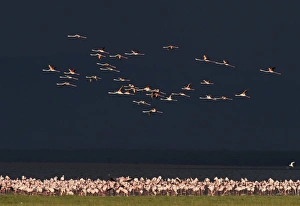 Lesser Flamingos Lake Nakuru Rift Valley Kenya