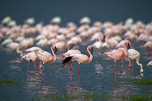 Lesser Flamingos Lake Nakuru Rift Valley Kenya