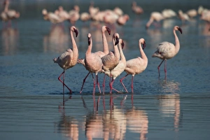 Lesser Flamingos Lake Nakuru Rift Valley Kenya