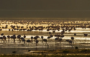 Lesser Flamingos Lake Nakuru Rift Valley Kenya