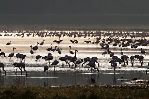 Lesser Flamingos Lake Nakuru Rift Valley Kenya