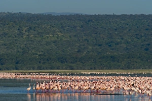Lesser Flamingos Lake Nakuru Rift Valley Kenya