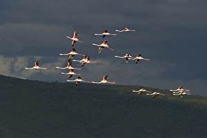 Lesser Flamingos Lake Nakuru Rift Valley Kenya