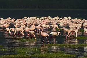 Kenya Prints: Lesser Flamingos Phoenicopterus minor on Lake Nakuru Kenya