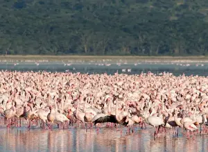 Lesser Flamingos Phoenicopterus minor on Lake Nakuru Kenya