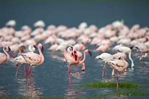 Lesser Flamingos Phoenicopterus minor on Lake Nakuru Kenya