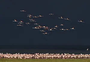 Lesser Flamingos Phoenicopterus minor on Lake Nakuru Kenya