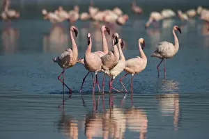 Lesser Flamingos Phoenicopterus minor on Lake Nakuru Kenya