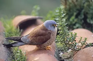 Raptor Prints: Lesser Kestrel Falco naumanni male at breeding colony Spain spring