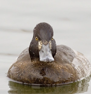 Lesser Scaup Caerlaverock Jan 2006