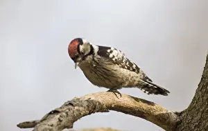 Wood Pecker Prints: Lesser Spotted Woodpecker Dendrocopos minor male winter UK