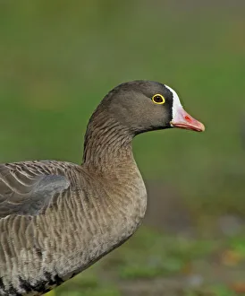 Lesser White-fronted Goose, Anser erythropus, adult