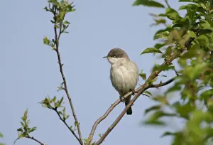 Lesser Whitethroat Sylvia curruca in song Norfolk May