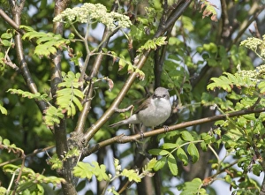 Prints of Lesser Whitethroat Sylvia curruca Suffolk April Images Dated 2008 May: Lesser Whitethroat Sylvia curruca Suffolk April
