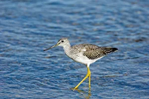 Lesser Yellowlegs, Katmai, Alaska, august Lesser Yellowlegs, Katmai, Alaska, august