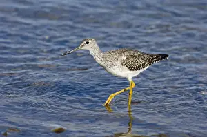 Lesser Yellowlegs Tringa flavipes Alaska USA autumn