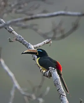 Neotropical Prints: Lettered Aracari Pteroglossus inscriptus Amazon Peru