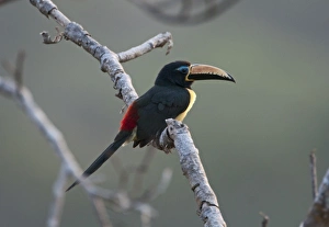 Lettered Aracari Pteroglossus inscriptus near Puerto Maldonado Peruvian Amazon Lettered Aracari Pteroglossus inscriptus near Puerto Maldonado Peruvian Amazon