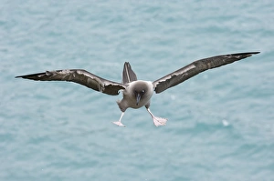 Light-mantled Sooty Albatross Phoebetria palpebrata South Georgia October Light-mantled Sooty Albatross Phoebetria palpebrata South Georgia October