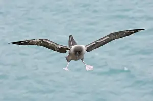 South Georgia Prints: Light-mantled Sooty Albatross Phoebetria palpebrata South Georgia October