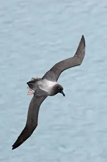 Light-mantled Sooty Albatross Phoebetria palpebrata South Georgia October
