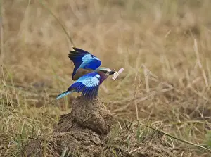 Kenya Prints: Lilac-breasted Roller Coracias caudata Masai Mara Kenya