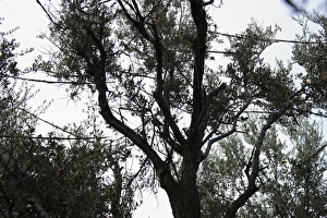 Limesticks illegally set in an olive tree to trap migratory birds for ambelopoulia Limesticks illegally set in an olive tree to trap migratory birds for ambelopoulia