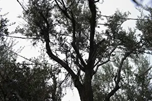 Cyprus Prints: Limesticks illegally set in an olive tree to trap migratory birds for ambelopoulia