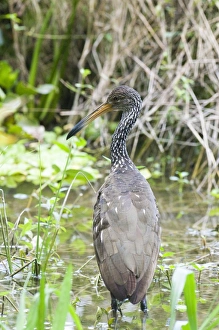 American Prints: Limpkin Aramus g. gaurauna Peten Guatemela