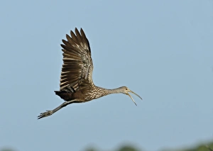 Limpkin Aramus guarauna calling Florida USA