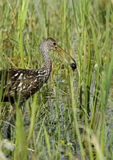 : Limpkin Aramus guarauna feeding on snails Florida Everglades USA