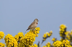 linnet