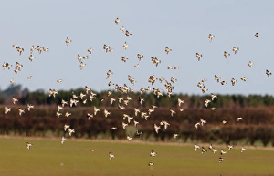 Flock Prints: Linnet Carduelis cannabina flock Norfolk winter