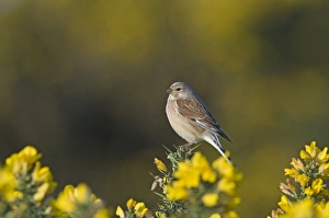 Finch Prints: Linnet Carduelis cannabina male Norfolk April
