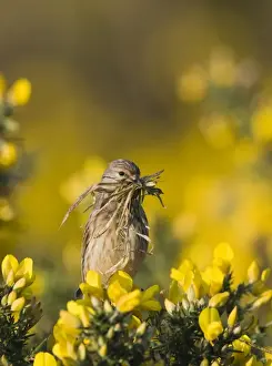 Linnet Carduelis cannabina with nest material Norfolk April
