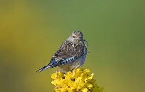 Nesting Prints: Linnet Carduelis cannabina with nest material Norfolk April