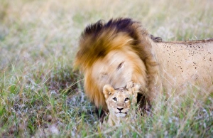 Lion and Lion cub Masai Mara Kenya
