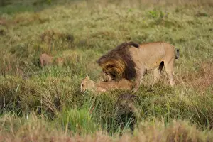 Kenya Prints: Lion Panthera leo male playing with cubs Marsh pride Masai Mara Kenya