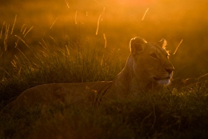 Lioness (Panthera leo) Masai Mara Kenya