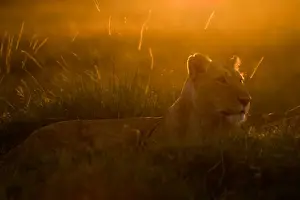 Africa Prints: Lioness Panthera leo at dawn Masai Mara Kenya East Africa