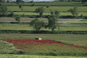 Little Bustard hide on Spanish Steppes near Lleida Spain May Little Bustard hide on Spanish Steppes near Lleida Spain May