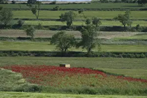 Hide Prints: Little Bustard hide on Spanish Steppes near Lleida Spain May