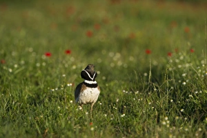 Little Bustard Tetrax tetrax male displaying on Spanish Steppes Spain May