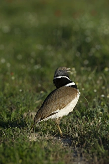 Little Bustard Tetrax tetrax male displaying on Spanish Steppes Spain May Little Bustard Tetrax tetrax male displaying on Spanish Steppes Spain May