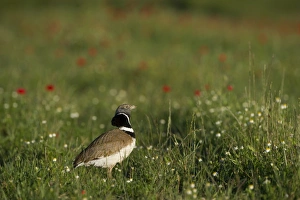 Little Bustard Tetrax tetrax male displaying on Spanish Steppes Spain May