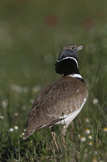 Little Bustard Tetrax tetrax male displaying on Spanish Steppes Spain May